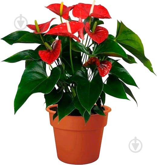 Растение Антуриум d12/h40 красный - фото 1