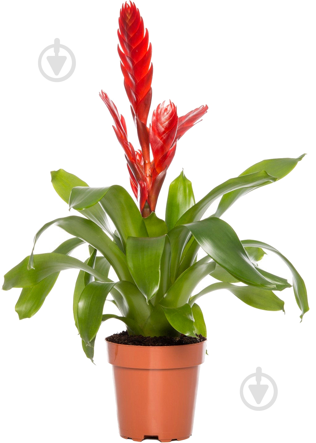 Растение Вризия d9/h30 Cathy Red - фото 1