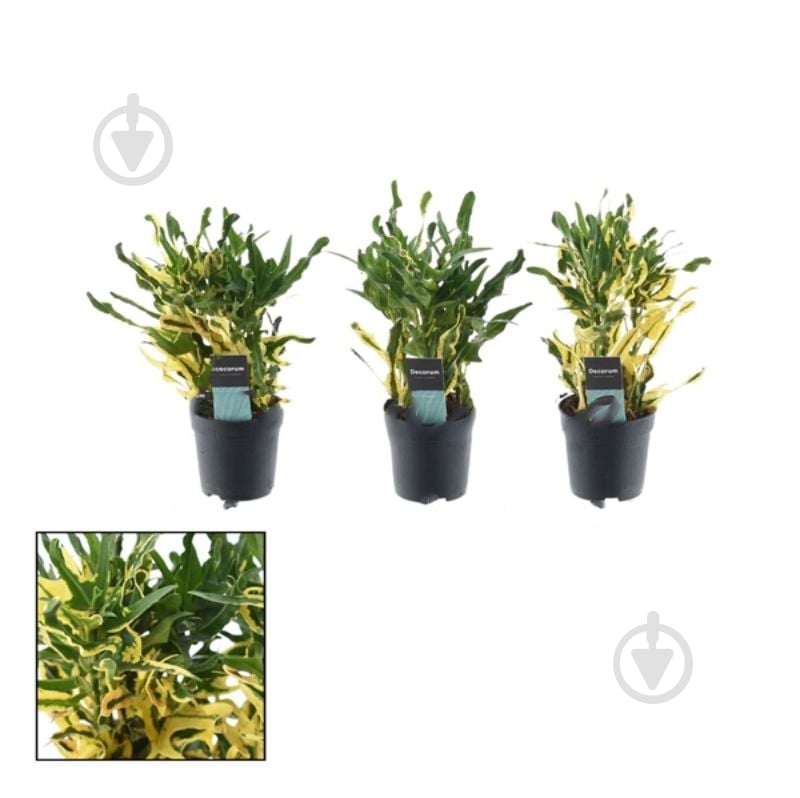 Растение Кротон 07х20 микс - фото 1