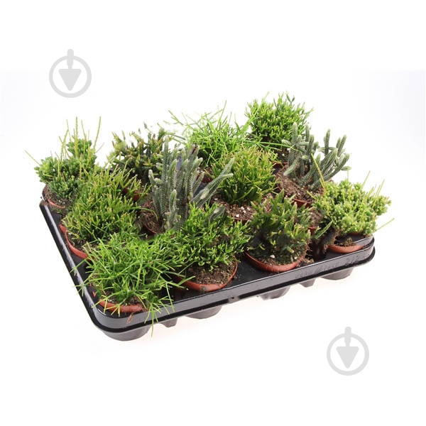 Растение Рипсалис 08х10 микс - фото 1 Растение Рипсалис 08х10 микс - фото 1