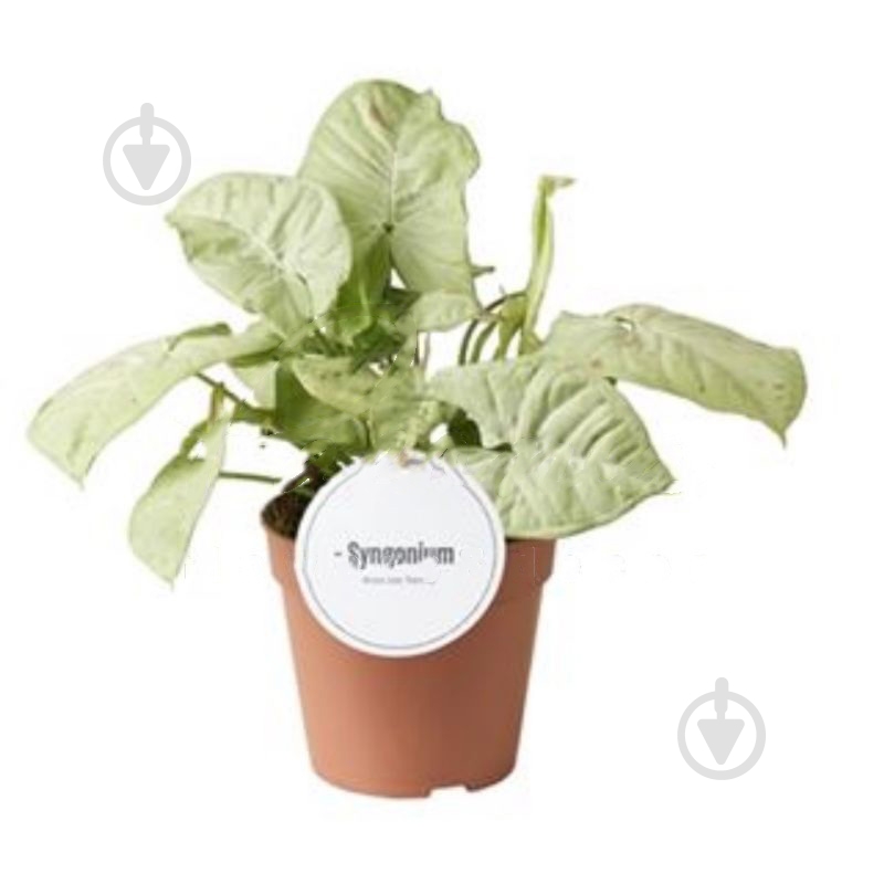 Растение Сингониум 12х25 Confetti - фото 1