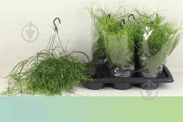 Растение Рипсалис 17х25 Oasis в подвесе - фото 1 Растение Рипсалис 17х25 Oasis в подвесе - фото 1