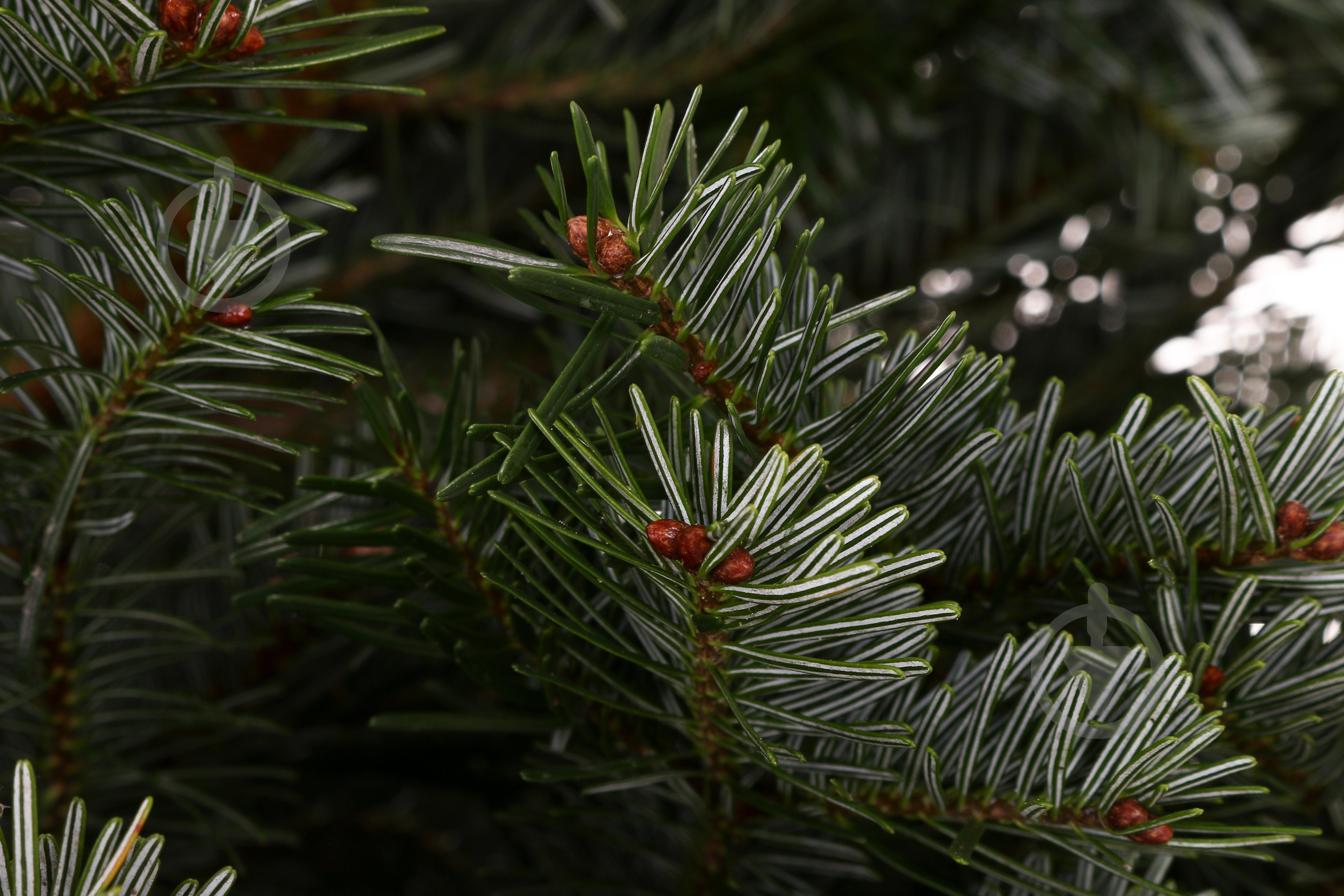 Пихта Нордмана 225-250 см - фото 2