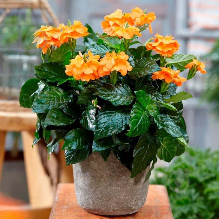 Растение Кроссандра d9/h20 - фото 1 Растение Кроссандра d9/h20 - фото 1