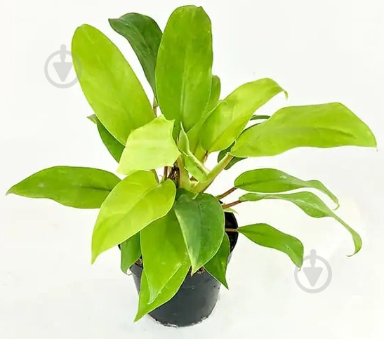 Растение комнатное Филодендрон d12/h40 Malay Gold - фото 1