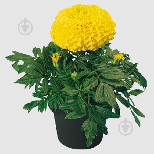 Растение Тагетис d10/h20 - фото 3 Растение Тагетис d10/h20 - фото 3
