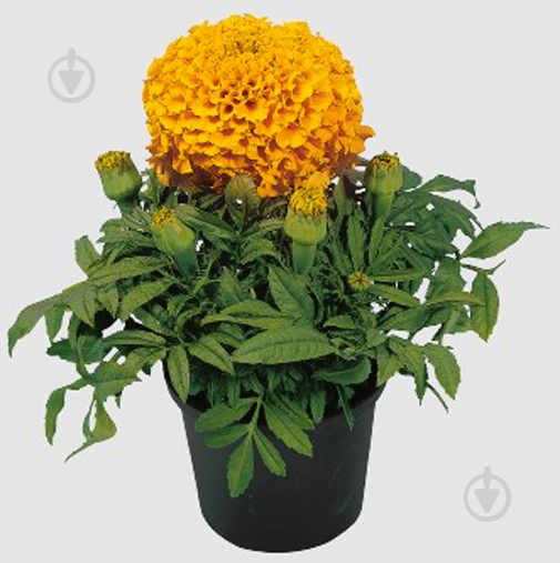 Растение Тагетис d10/h20 - фото 2 Растение Тагетис d10/h20 - фото 2