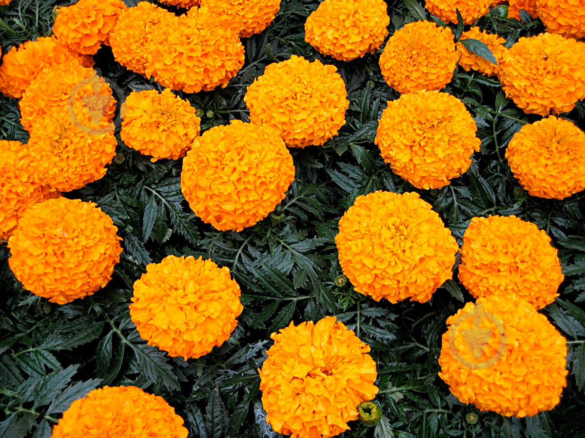 Растение Тагетис d10/h20 - фото 1 Растение Тагетис d10/h20 - фото 1