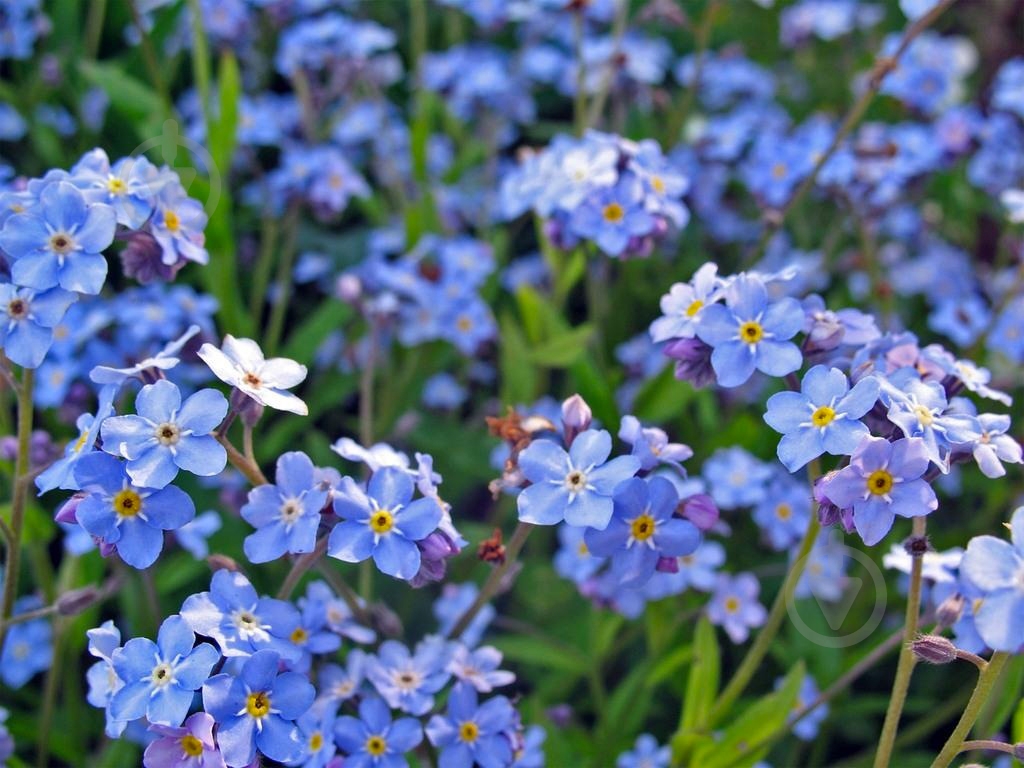 Растение Незабудка d9/h25 - фото 3 Растение Незабудка d9/h25 - фото 3