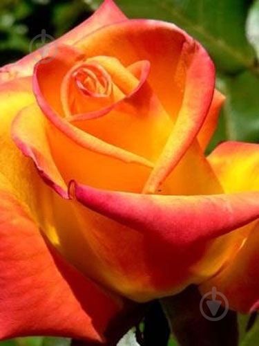 Роза парковая в ассортименте /Rosa С5, 7.5 - фото 2