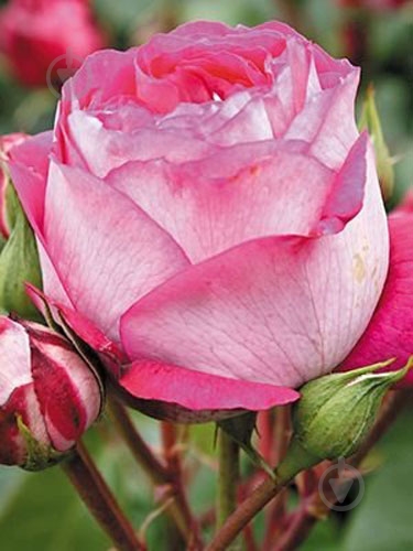 Роза парковая в ассортименте /Rosa С5, 7.5 - фото 3