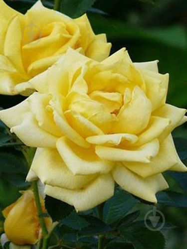 Роза парковая в ассортименте /Rosa С5, 7.5 - фото 4