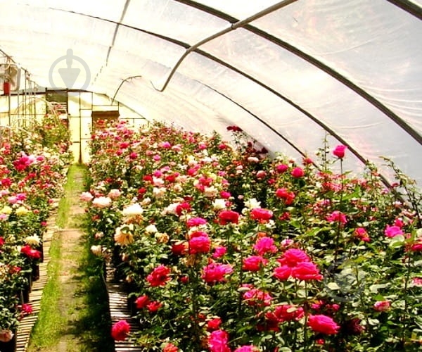 Роза парковая в ассортименте /Rosa С5, 7.5 - фото 1