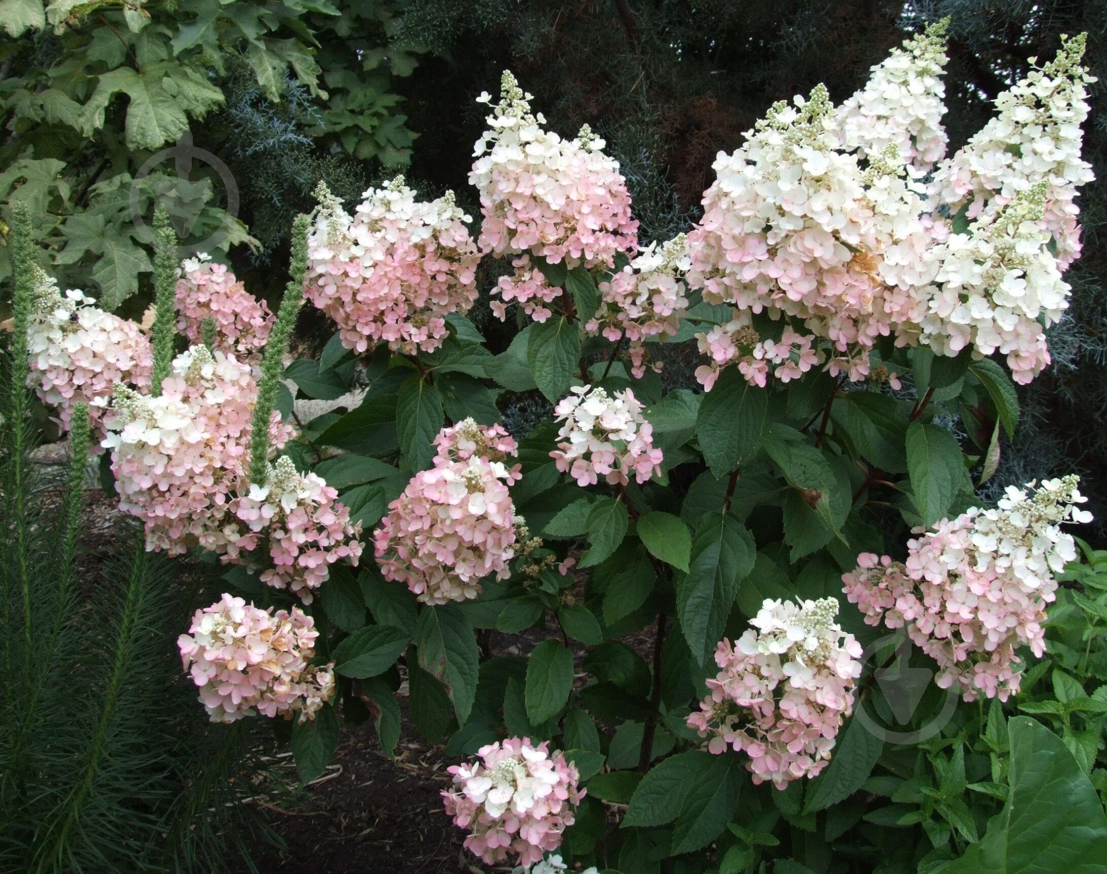 ᐉ Растение Гортензия метельчатая Пинк Леди / Hydrangea paniculata