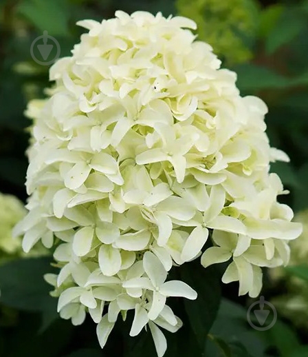 Растение Гортензия метельчатая Скайфол / Hydrangea paniculata Skyfall С3 - фото 1 Растение Гортензия метельчатая Скайфол / Hydrangea paniculata Skyfall С3 - фото 1