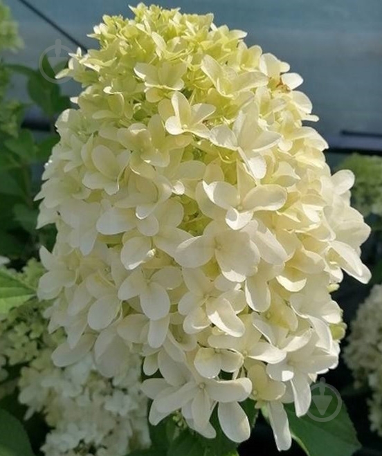 Растение Гортензия метельчатая Скайфол / Hydrangea paniculata Skyfall С3 - фото 2 Растение Гортензия метельчатая Скайфол / Hydrangea paniculata Skyfall С3 - фото 2