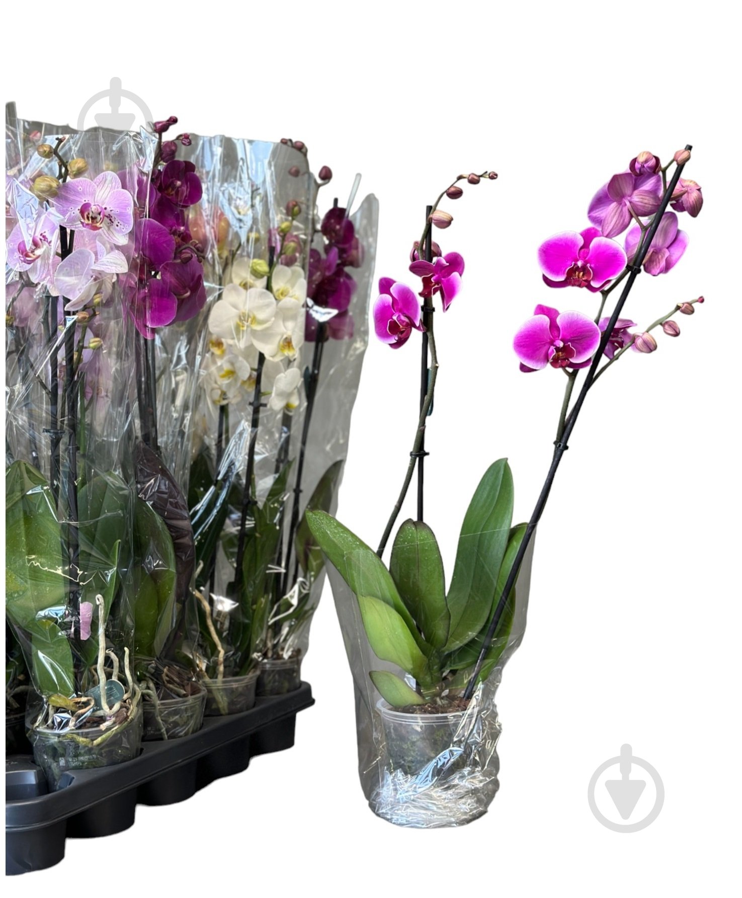 Рослина Фаленопсис 2 ст Decorum 75 см - фото 2