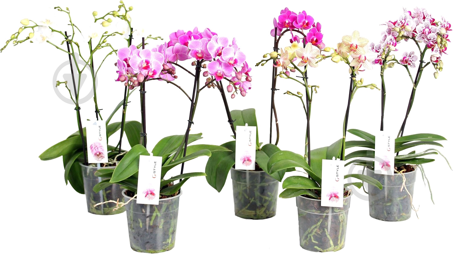 Растение Фаленопсис 1ст Decorum - фото 1