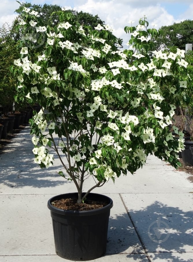 Растение Дерен Cornus kousa 7L h-120-150 см - фото 1