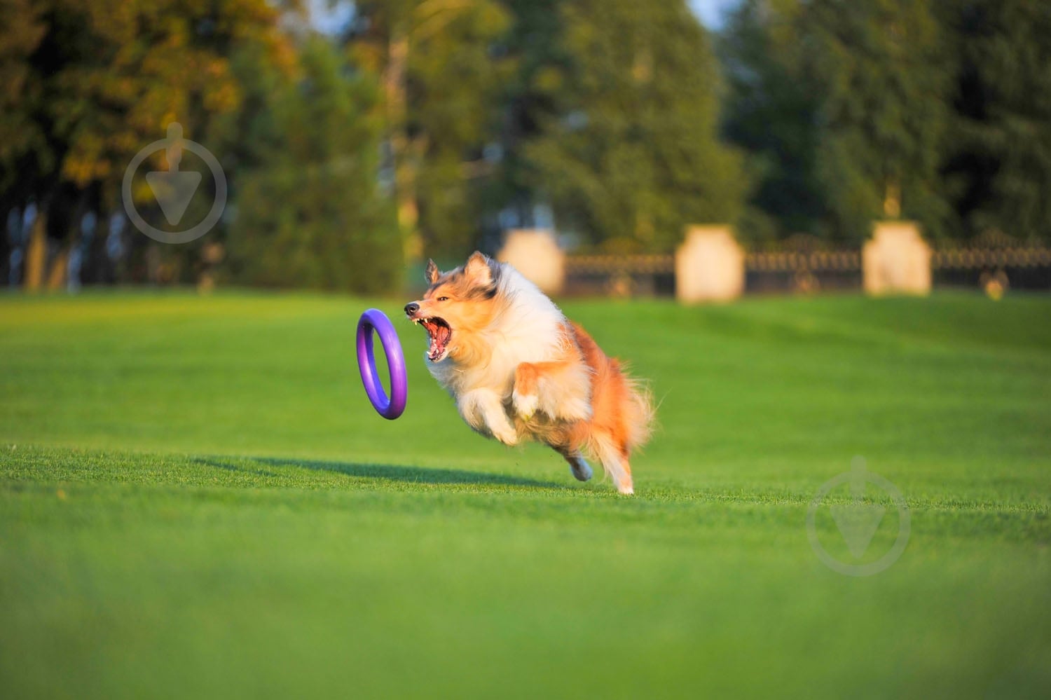 Снаряд тренувальний Puller Standard для собак 28 см - фото 7