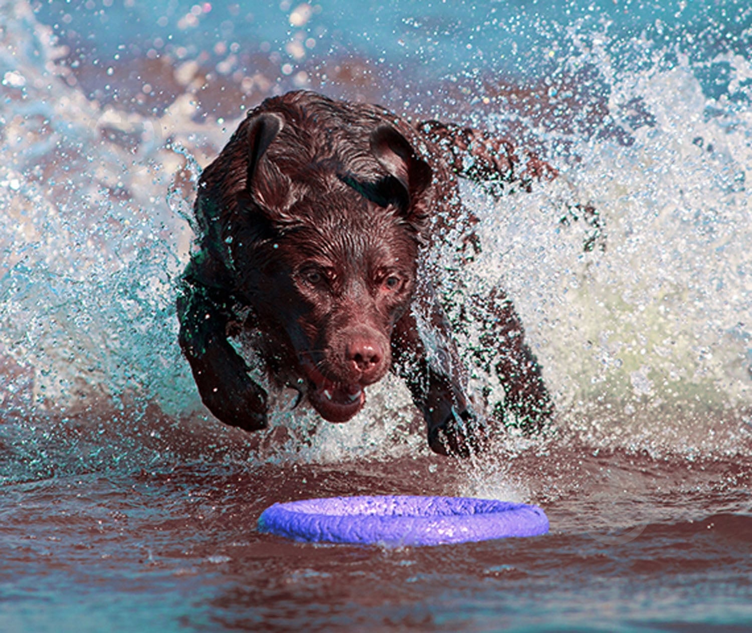 Снаряд тренувальний Puller Standard для собак 28 см - фото 4