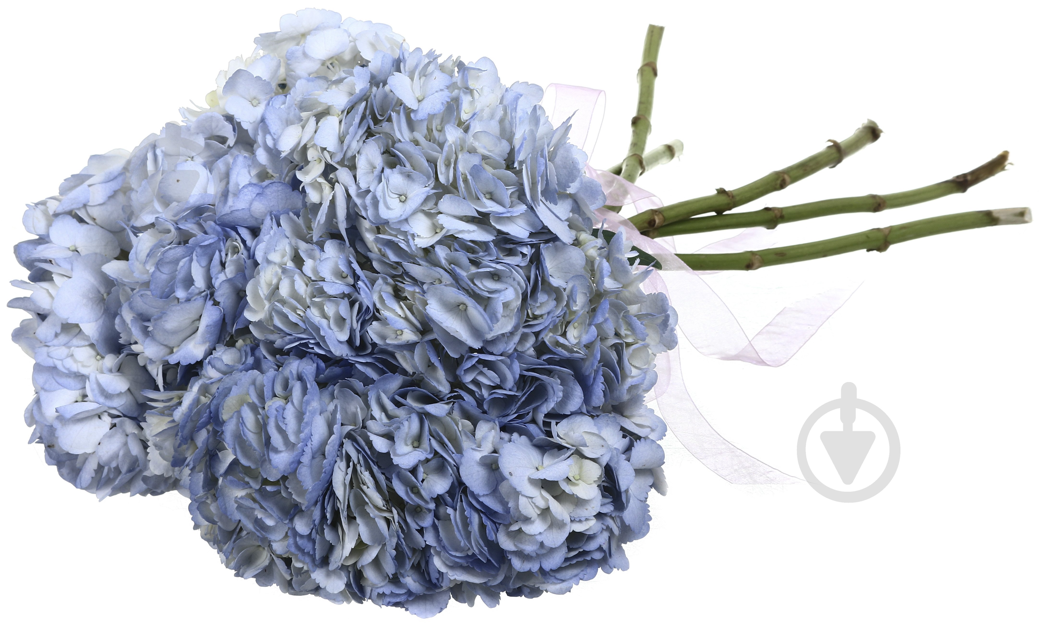 Гортензия Jumbo фиолетовый - фото 4