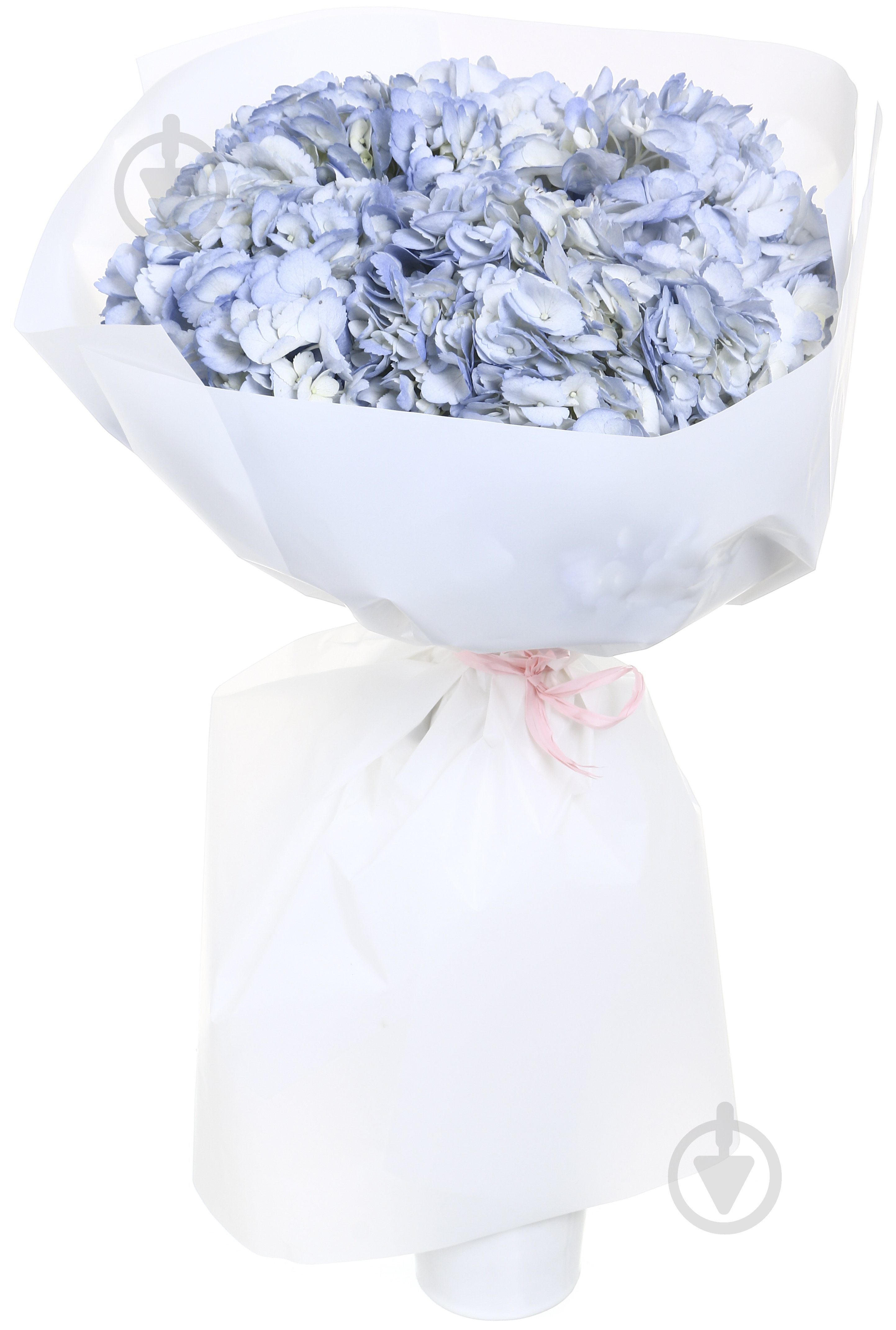 Гортензия Jumbo фиолетовый - фото 1