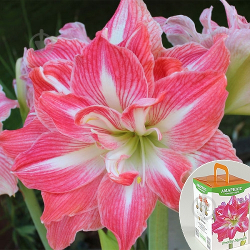 Луковица Гиппеаструм Sweet Nymph - фото 1