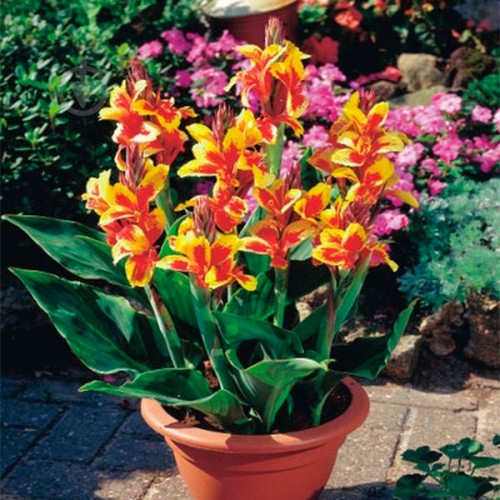 Корнеклубень Яскрава Канна Queen Charlotte - фото 1