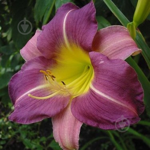 Корневище Яскрава Лилейник Blue Sheen - фото 1 Корневище Яскрава Лилейник Blue Sheen - фото 1