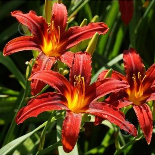 Корневище Яскрава Лилейник Sammy Russell - фото 1