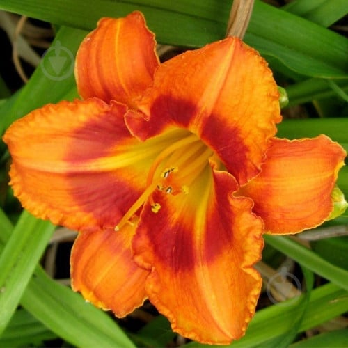 Корневище Яскрава Лилейник Tigger - фото 1 Корневище Яскрава Лилейник Tigger - фото 1