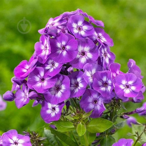 Корневище Яскрава Флокс Laura - фото 1