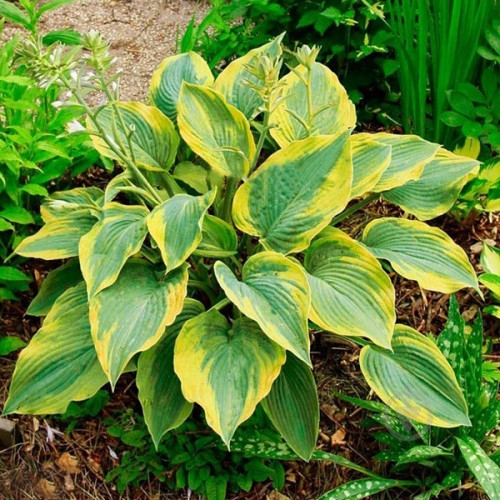 Кореневище Яскрава Хоста Alvatine Taylor - фото 1 Кореневище Яскрава Хоста Alvatine Taylor - фото 1