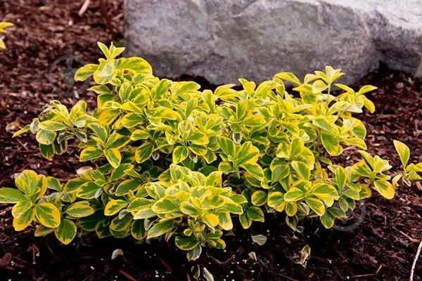Растение Бересклет Форчуна Emeraldn Gold С2, Н30-40 - фото 3