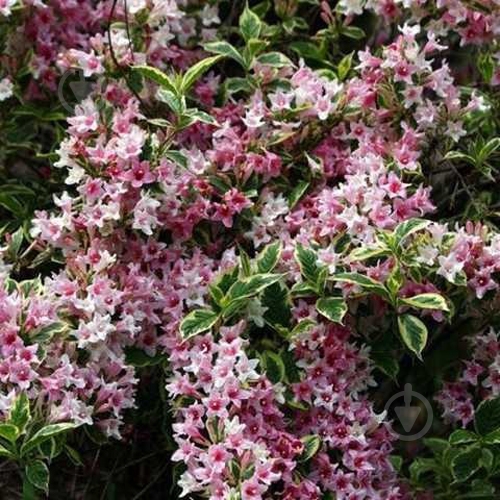 Рослина Вейгела Nana Variegata С3, Н40-50 - фото 1