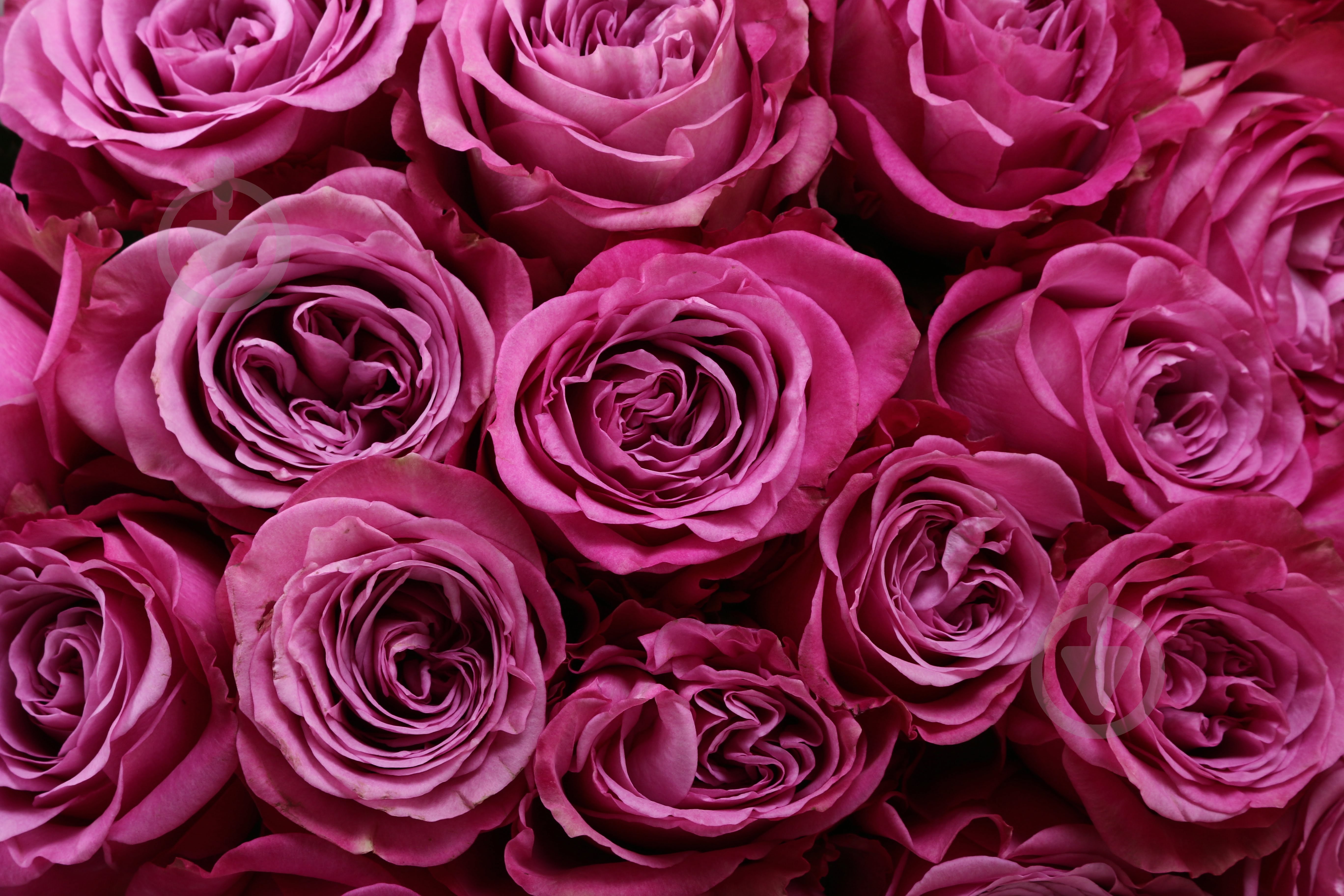 Роза Queens Crown одноголовая классическая 50 см фиолетовый (Эквадор) - фото 3 Роза Queens Crown одноголовая классическая 50 см фиолетовый (Эквадор) - фото 3