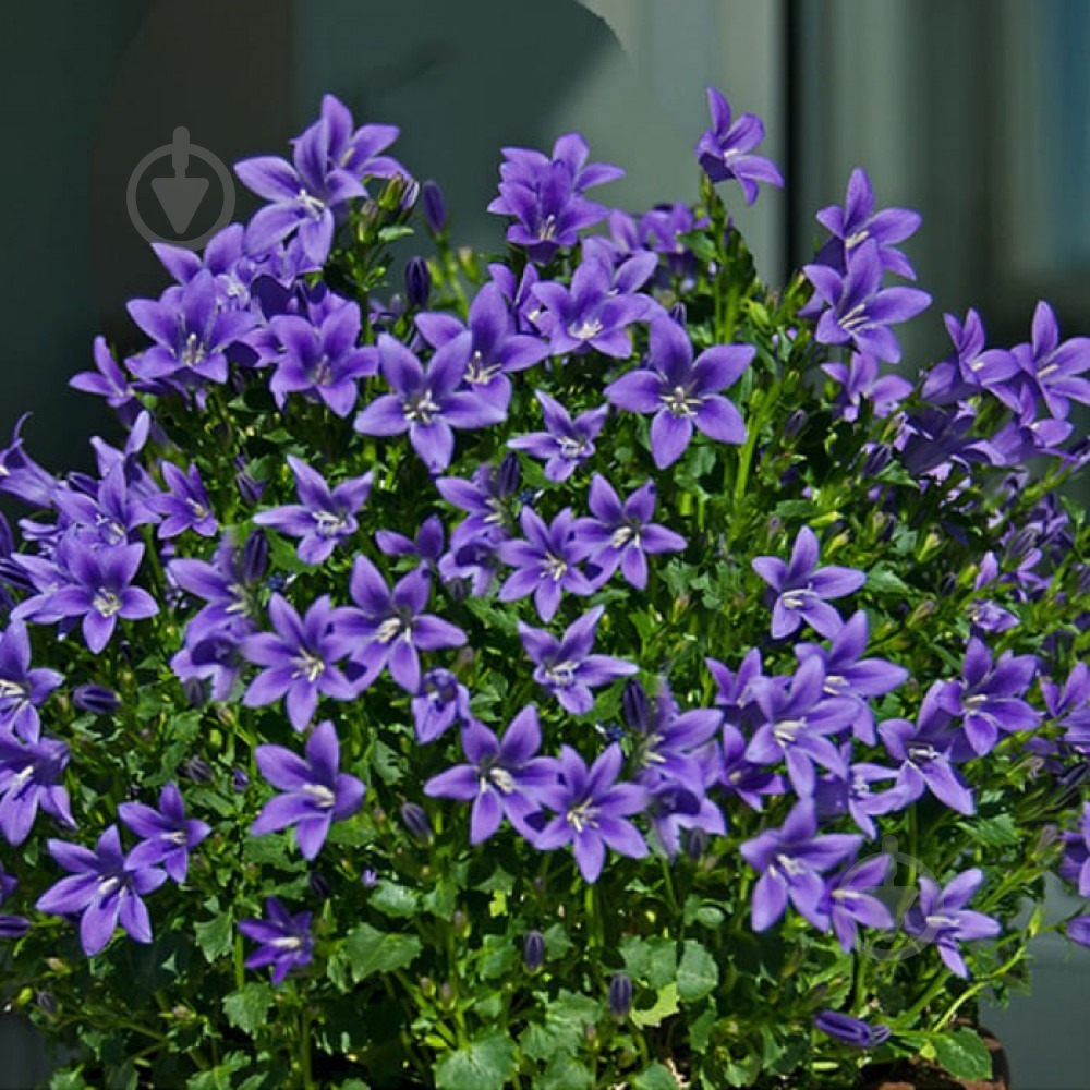 Растение Колокольчик Пожарского C1,5 - фото 1