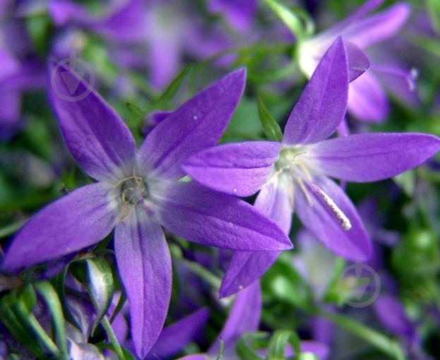 Растение Колокольчик Пожарского C1,5 - фото 2