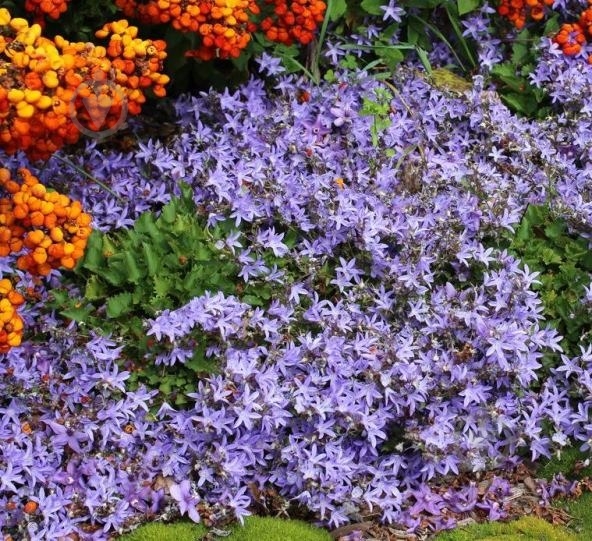 Растение Колокольчик Пожарского C1,5 - фото 3