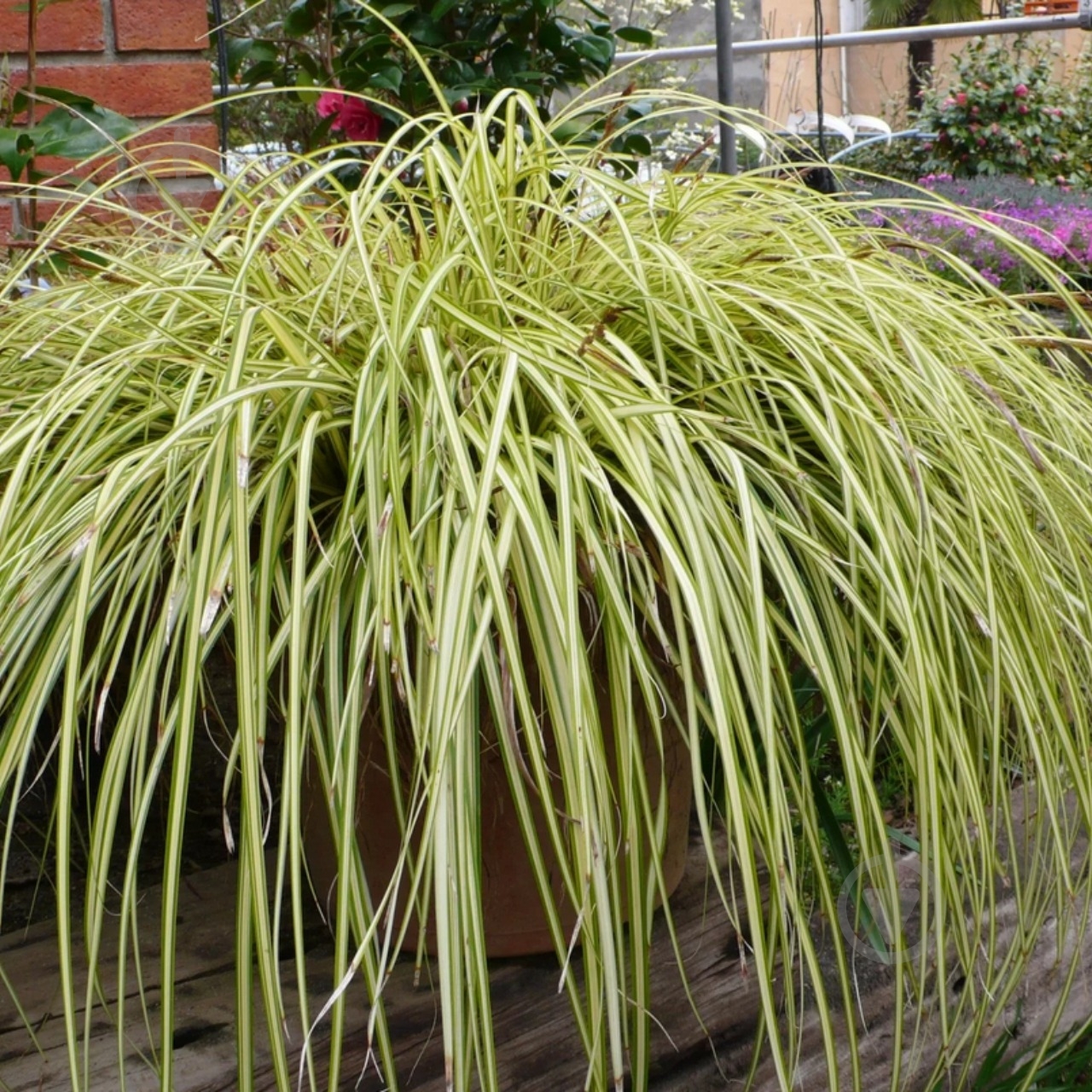 Растение Осокая охименская Evergold C2 - фото 5