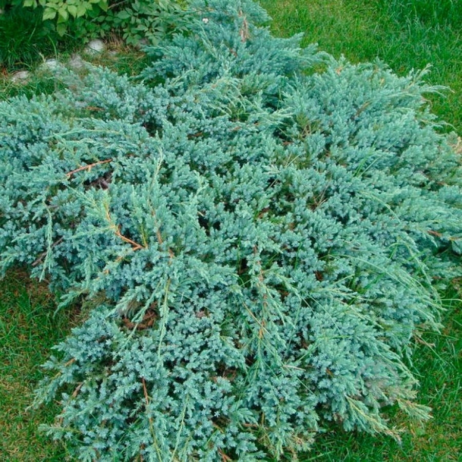 Растение Можжевельник 17х30 squamata Blue Carpet - фото 1