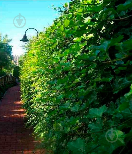 Растение Хедера Гиберника d17/h75 - фото 1