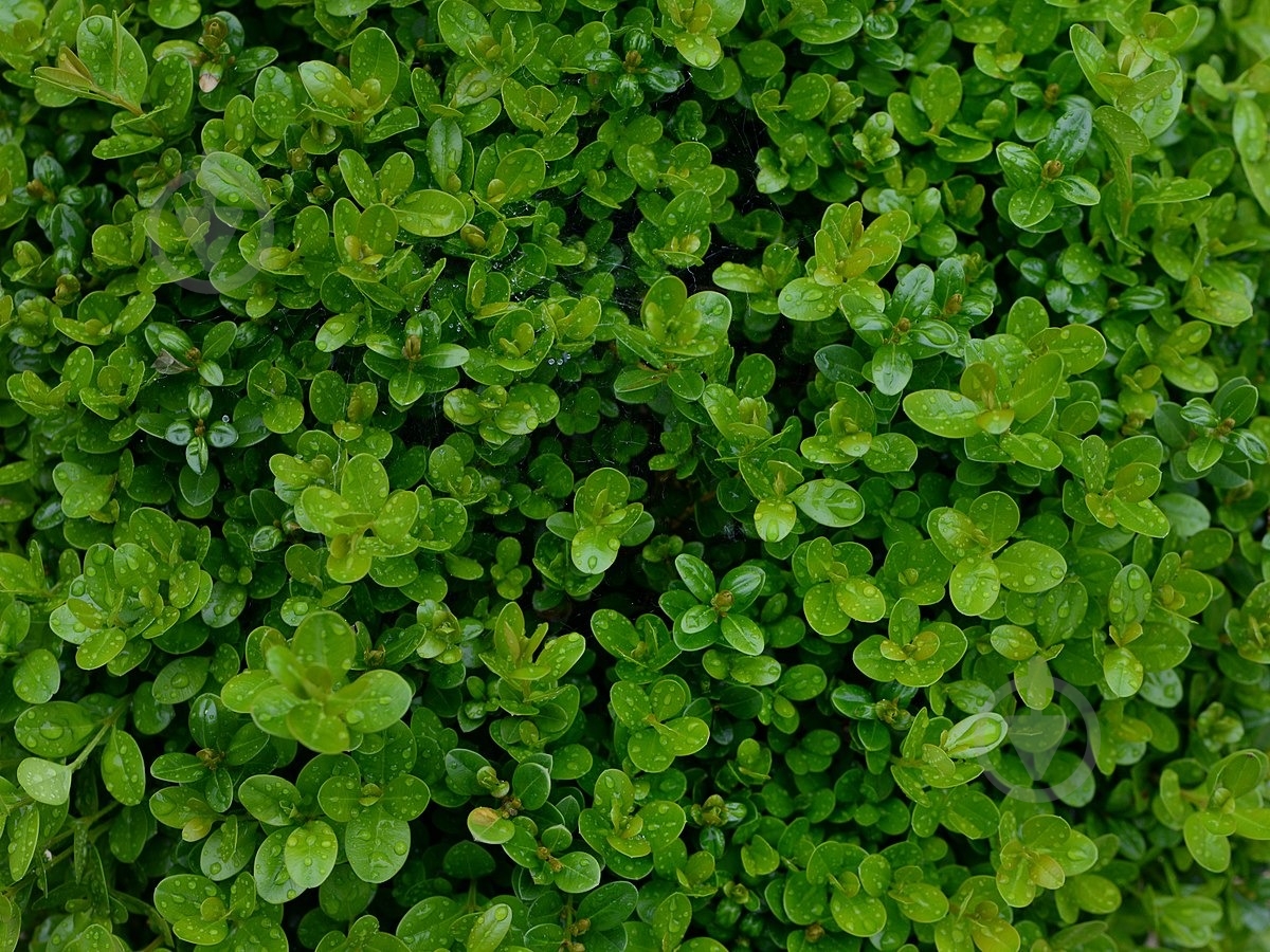 Растение Самшит (Нид)d17/h40 - фото 1