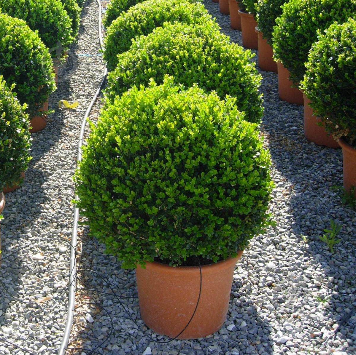 Растение Самшит (Нид)d17/h40 - фото 2