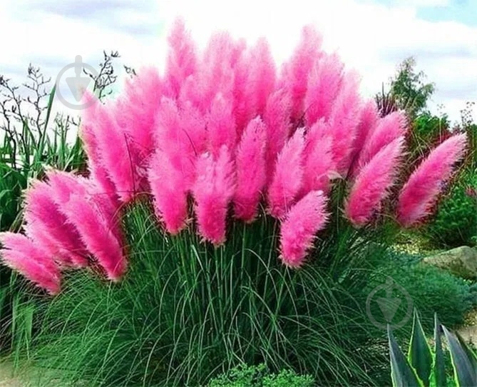 Рослина Кортадерія рожева 13х40 - фото 1