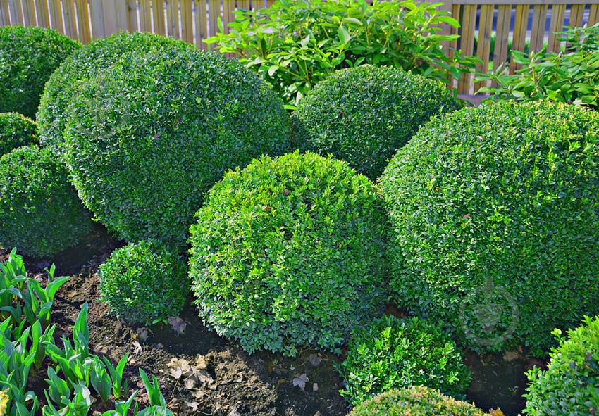 Растение Самшит d11/h40 - фото 3