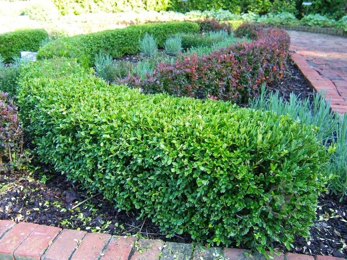 Растение Самшит d11/h40 - фото 2