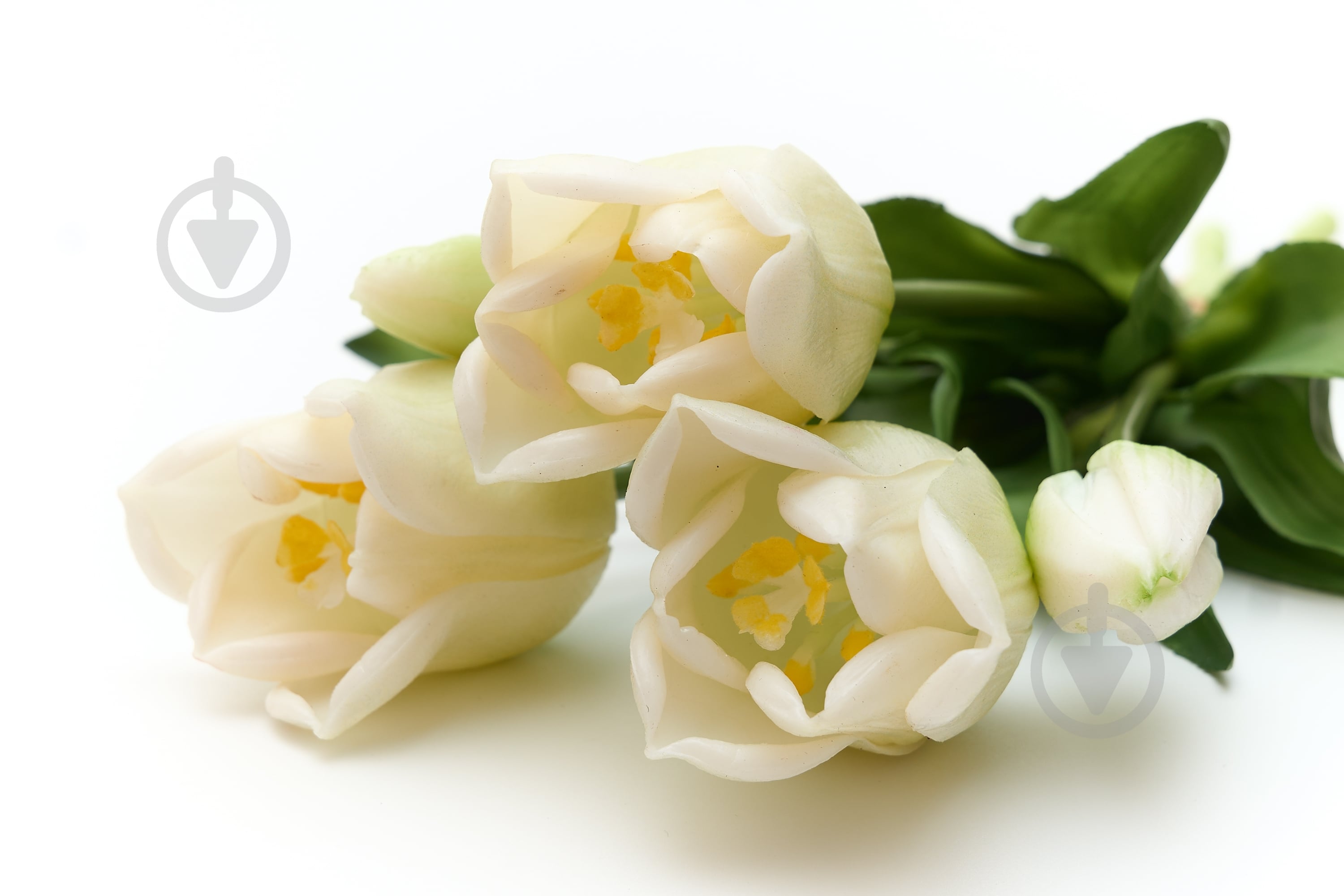 Букет Тюльпаны белые 34 см. 5 шт. Девилон - фото 2