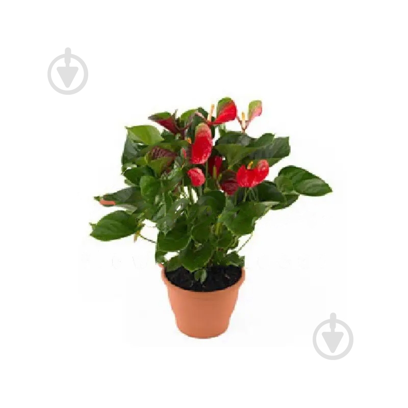 Растение Антуриум 17*55 красный Adios - фото 1